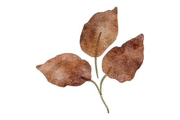 Download Watercolor Fall Leaf Foliage Painting - Leaf foliage Collection