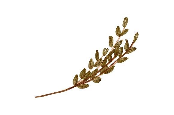 Download Leaf Foliage Watercolor Paint Element - Leaf foliage Collection