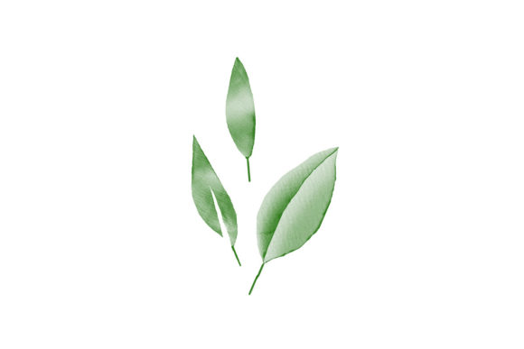 Download Watercolor Green Leaf Foliage Element - Leaf foliage Collection